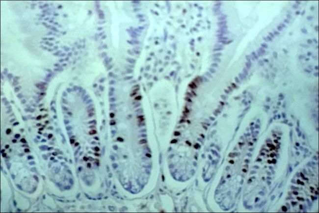 BrdU Antibody - BrdU staining in rat intestine using BrdU (clone IIB5)