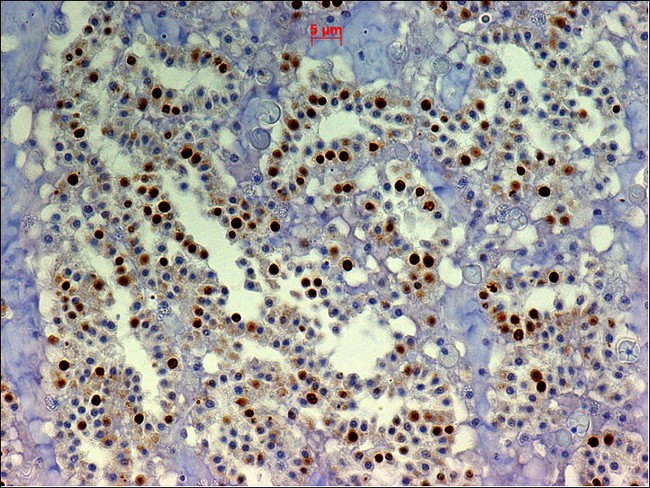BrdU Antibody - BrdU staining in sponge (Halisarca caerulea) using BrdU (clone IIB5)