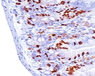 BrdU Antibody - Formalin-fixed, paraffin-embedded mouse small intestine stained with Bromodeoxyuridine antibody (MoBu-1). This image was taken for the unmodified form of this product. Other forms have not been tested.