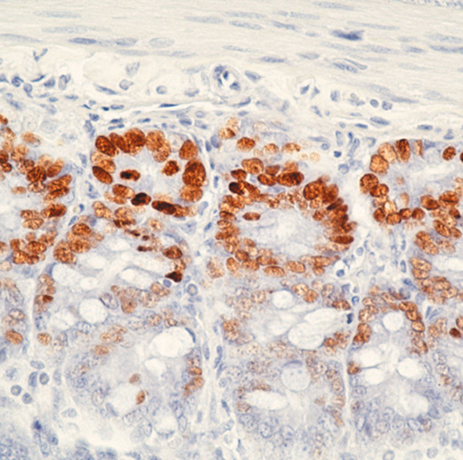 BrdU Antibody - Immunohistochemical staining using BrdU antibody on mouse intestine from mice treated with BrdU.