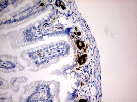 BrdU Antibody - IHC of paraffin-embedded colon tissue from BrdU injected mouse using anti-BrdU mouse monoclonal antibody.