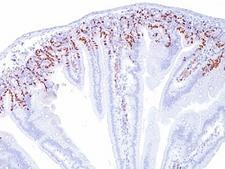 BrdU Antibody - Formalin-fixed, paraffin-embedded mouse intestine stained with anti-Bromodeoxyuridine antibody (SPM166). This image was taken for the unmodified form of this product. Other forms have not been tested.