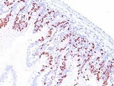 BrdU Antibody - Formalin-fixed, paraffin-embedded mouse small intestine stained with anti-BrdU antibody (SPM537). This image was taken for the unmodified form of this product. Other forms have not been tested.