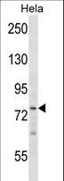 BRF1 Antibody - BRF1 Antibody western blot of HeLa cell line lysates (35 ug/lane). The BRF1 antibody detected the BRF1 protein (arrow).