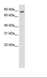 BRF1 Antibody - Thymus Lysate.  This image was taken for the unconjugated form of this product. Other forms have not been tested.