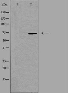 BRF1 Antibody - Western blot analysis of extracts of HeLa cells using TF3B antibody. The lane on the left is treated with the antigen-specific peptide.