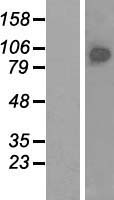 BRF1 Protein - Western validation with an anti-DDK antibody * L: Control HEK293 lysate R: Over-expression lysate