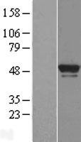 BRF2 Protein - Western validation with an anti-DDK antibody * L: Control HEK293 lysate R: Over-expression lysate