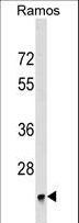 BRI3BP Antibody - BRI3BP Antibody western blot of Ramos cell line lysates (35 ug/lane). The BRI3BP antibody detected the BRI3BP protein (arrow).