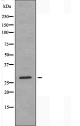 BRI3BP Antibody - Western blot analysis of extracts of RAW264.7 cells using BRI3B antibody.