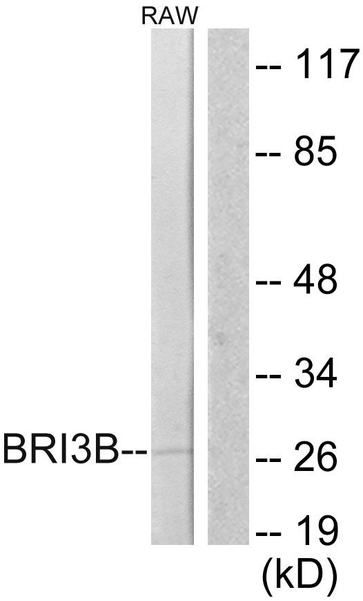 BRI3BP Antibody - Western blot analysis of extracts from RAW264.7 cells, using BRI3B antibody.
