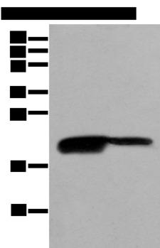 BRI3BP Antibody - Western blot analysis of RAW264.7 and K562 cell lysates  using BRI3BP Polyclonal Antibody at dilution of 1:500