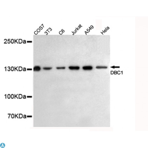 BRINP1 / DBC1 Antibody - Western blot detection of DBC1 in HeLa, A549, Jurkat, C6, 3T3 and COS7 cell lysates using DBC1 mouse mAb (1:500 diluted). Predicted band size: 130KDa. Observed band size: 130KDa.