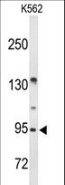 BRINP3 / FAM5C Antibody - Western blot of FAM5C Antibody in K562 cell line lysates (35 ug/lane). FAM5C (arrow) was detected using the purified antibody.