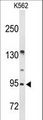 BRINP3 / FAM5C Antibody - Western blot of FAM5C Antibody in K562 cell line lysates (35 ug/lane). FAM5C (arrow) was detected using the purified antibody.