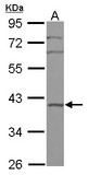 BRIX1 Antibody - Sample (30 ug of whole cell lysate) A: A549 10% SDS PAGE BRIX1 / BXDC2 antibody diluted at 1:1000