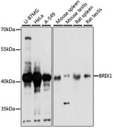 BRIX1 Antibody - Western blot analysis of extracts of various cell lines, using BRIX1 antibody at 1:1000 dilution. The secondary antibody used was an HRP Goat Anti-Rabbit IgG (H+L) at 1:10000 dilution. Lysates were loaded 25ug per lane and 3% nonfat dry milk in TBST was used for blocking. An ECL Kit was used for detection and the exposure time was 1s.