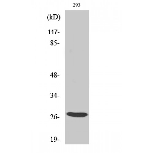 BRMS1 Antibody - Western blot of BRMS-1 antibody