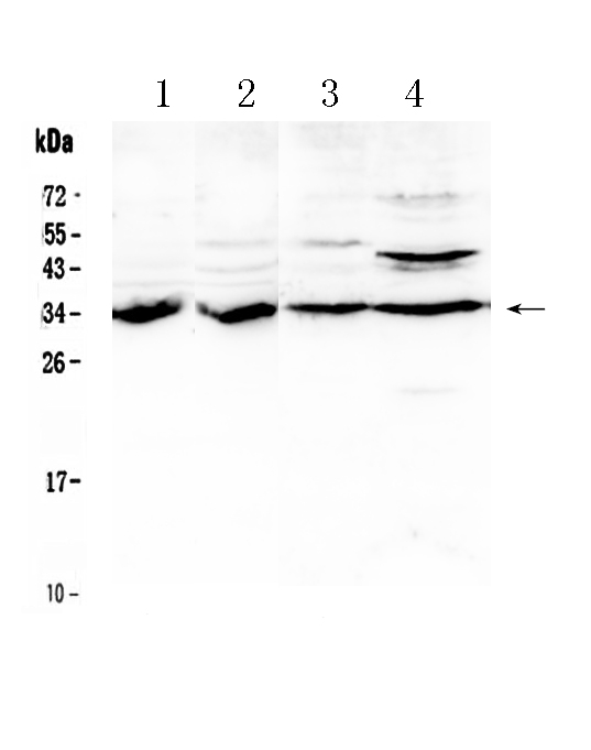 BRMS1 Antibody - Western blot - Anti-BRMS1 Picoband Antibody