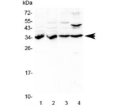 BRMS1 Antibody - Western blot testing of 1) rat kidney, 2) rat liver, 3) mouse liver and 4) human HeLa lysate with BRMS1 antibody at 0.5ug/ml. Predicted molecular weight ~28 kDa, often observed at ~35 kDa.
