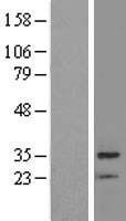 BRMS1 Protein - Western validation with an anti-DDK antibody * L: Control HEK293 lysate R: Over-expression lysate