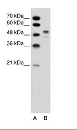 BRN2 / POU3F2 Antibody - A: Marker, B: Jurkat Cell Lysate.  This image was taken for the unconjugated form of this product. Other forms have not been tested.