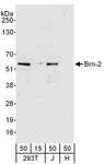 BRN2 / POU3F2 Antibody - Detection of Human Brn-2 by Western Blot. Samples: Whole cell lysate from 293T (15 and 50 ug), Jurkat (J; 50 ug) and HeLa (H; 50 ug) cells. Antibodies: Affinity purified rabbit anti-Brn-2 antibody used for WB at 0.1 ug/ml. Detection: Chemiluminescence with an exposure time of 3 minutes.