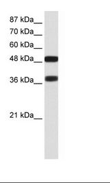 BRN2 / POU3F2 Antibody - Transfected 293T Cell Lysate.  This image was taken for the unconjugated form of this product. Other forms have not been tested.