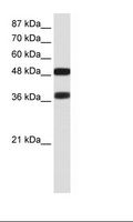 BRN2 / POU3F2 Antibody - Transfected 293T Cell Lysate.  This image was taken for the unconjugated form of this product. Other forms have not been tested.