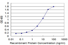 BRN2 / POU3F2 Antibody - Detection limit for recombinant GST tagged POU3F2 is approximately 0.3 ng/ml as a capture antibody.