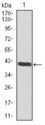 BRN2 / POU3F2 Antibody - Western blot using POU3F2 monoclonal antibody against human POU3F2 recombinant protein. (Expected MW is 42.1 kDa)