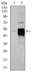 BRN2 / POU3F2 Antibody - Western blot using POU3F2 mouse monoclonal antibody against HeLa (1), and SK-N-SH (2) cell lysate.