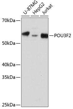 BRN2 / POU3F2 Antibody - Western blot analysis of extracts of various cell lines using POU3F2 Polyclonal Antibody at dilution of 1:1000.
