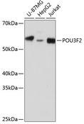 BRN2 / POU3F2 Antibody - Western blot analysis of extracts of various cell lines using POU3F2 Polyclonal Antibody at dilution of 1:1000.