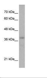 BRN3B / POU4F2 Antibody - HepG2 Cell Lysate.  This image was taken for the unconjugated form of this product. Other forms have not been tested.