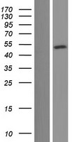 BRN3B / POU4F2 Protein - Western validation with an anti-DDK antibody * L: Control HEK293 lysate R: Over-expression lysate
