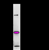 BRPF1 Antibody - Immunoprecipitation: RIPA lysate of HeLa cells was incubated with anti-BRPF1 mAb. Predicted molecular weight: 138 kDa