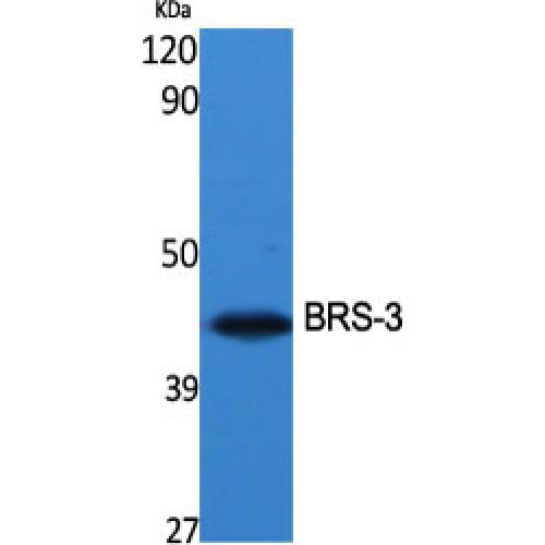 BRS3 Antibody - Western blot of BRS-3 antibody