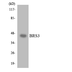 BRS3 Antibody - Western blot analysis of the lysates from HT-29 cells using BRS3 antibody.