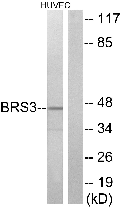 BRS3 Antibody - Western blot analysis of lysates from HUVEC cells, using BRS3 Antibody. The lane on the right is blocked with the synthesized peptide.