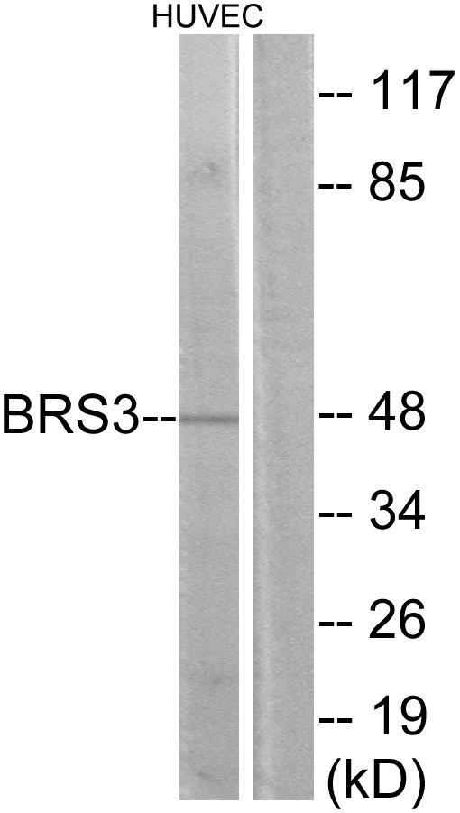 BRS3 Antibody - Western blot analysis of lysates from HUVEC cells, using BRS3 Antibody. The lane on the right is blocked with the synthesized peptide.