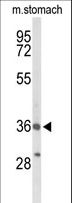 BRS3 Antibody - Western blot of BRS3 Antibody in mouse stomach tissue lysates (35 ug/lane). BRS3 (arrow) was detected using the purified antibody.