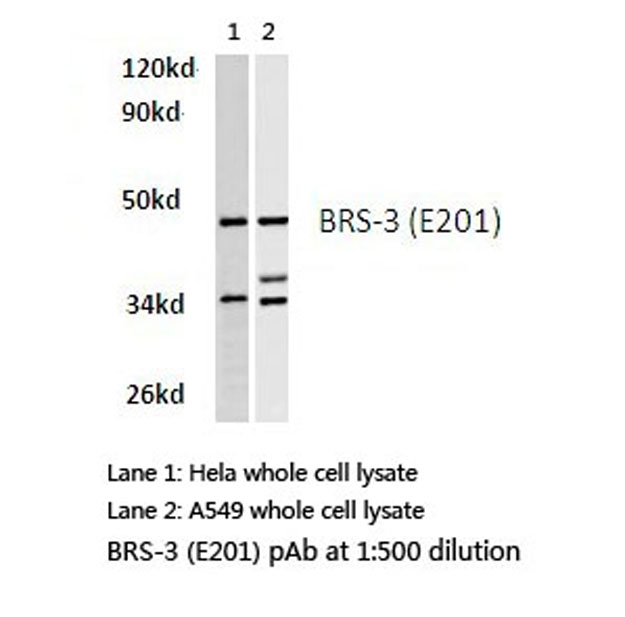 BRS3 Antibody - Western blot of BRS-3 (E201) pAb in extracts from A549 and HeLa cells.