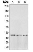 BRS3 Antibody - Western blot analysis of BRS3 expression in MDAMB231 (A); H4 (B); PC3 (C) whole cell lysates.