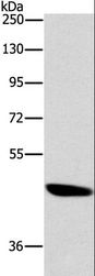 BRS3 Antibody - Western blot analysis of A172 cell, using BRS3 Polyclonal Antibody at dilution of 1:500.