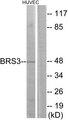 BRS3 Antibody - Western blot analysis of extracts from HUVEC cells, using BRS3 antibody.
