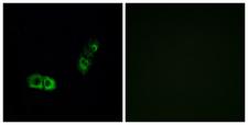BRS3 Antibody - Peptide - + Immunofluorescence analysis of A549 cells, using BRS3 antibody.