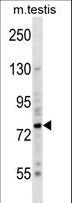 BRSK2 Antibody - Mouse Brsk2 Antibody western blot of mouse testis tissue lysates (35 ug/lane). The Brsk2 antibody detected the Brsk2 protein (arrow).