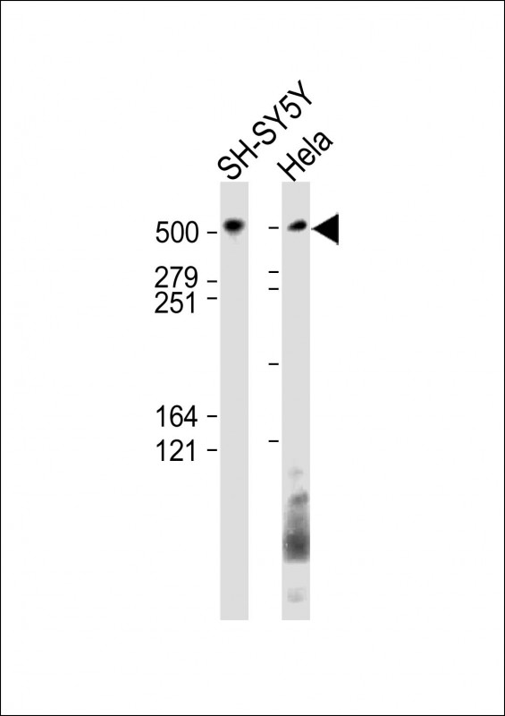 BRUCE / BIRC6 Antibody - All lanes: Anti-BIRC6 Antibody (C-Term) at 1:1000 dilution Lane 1: SH-SY5Y whole cell lysate Lane 2: Hela whole cell lysate Lysates/proteins at 20 µg per lane. Secondary Goat Anti-Rabbit IgG, (H+L), Peroxidase conjugated at 1/10000 dilution. Predicted band size: 530 kDa Blocking/Dilution buffer: 5% NFDM/TBST.