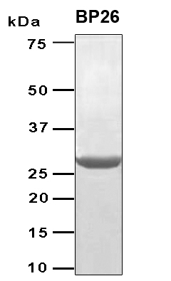 bp26 Protein